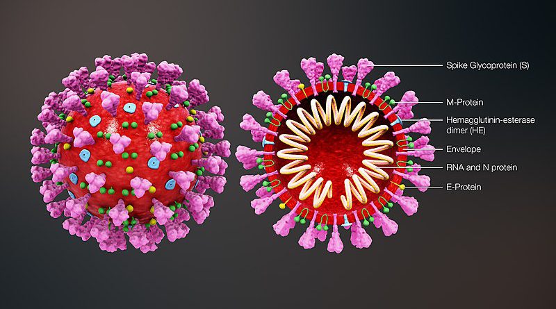 coronavirus